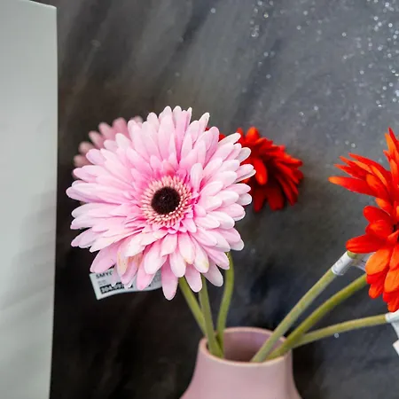 Gasthuis Dello Stadio *